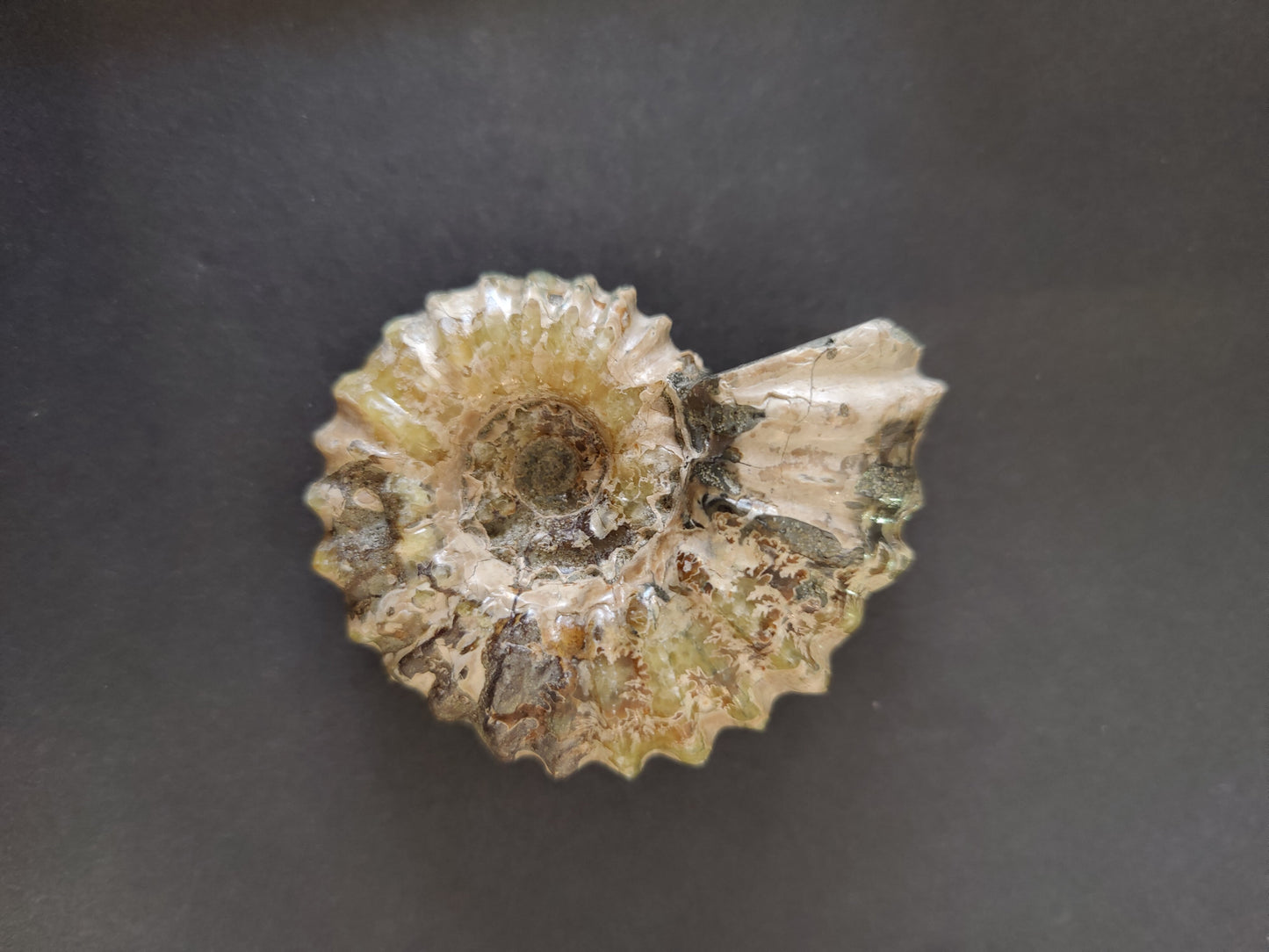 Polished Ammonite Fossil, Early Cretaceous, Madagascar