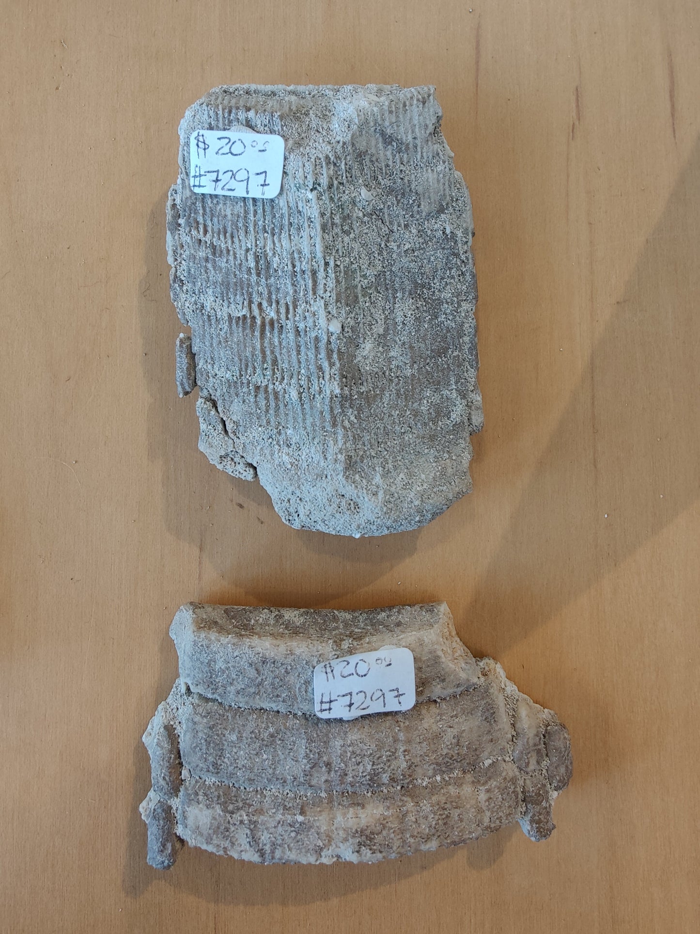 Stingray Mouth Plate Fossil LG