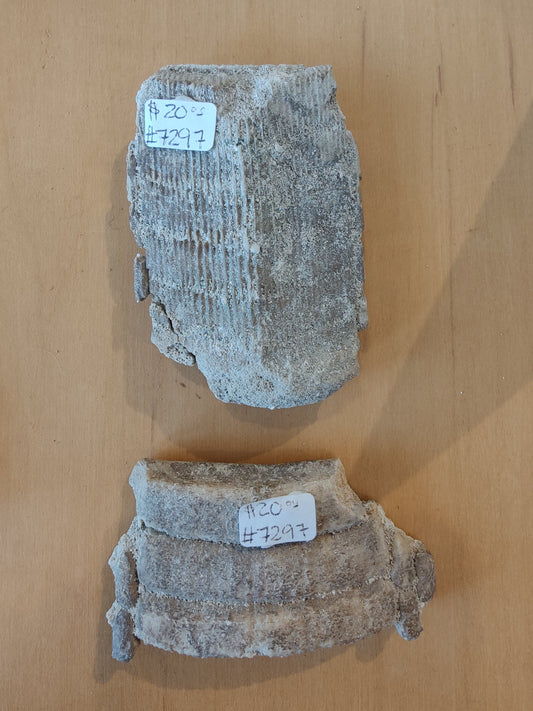 Stingray Mouth Plate Fossil LG