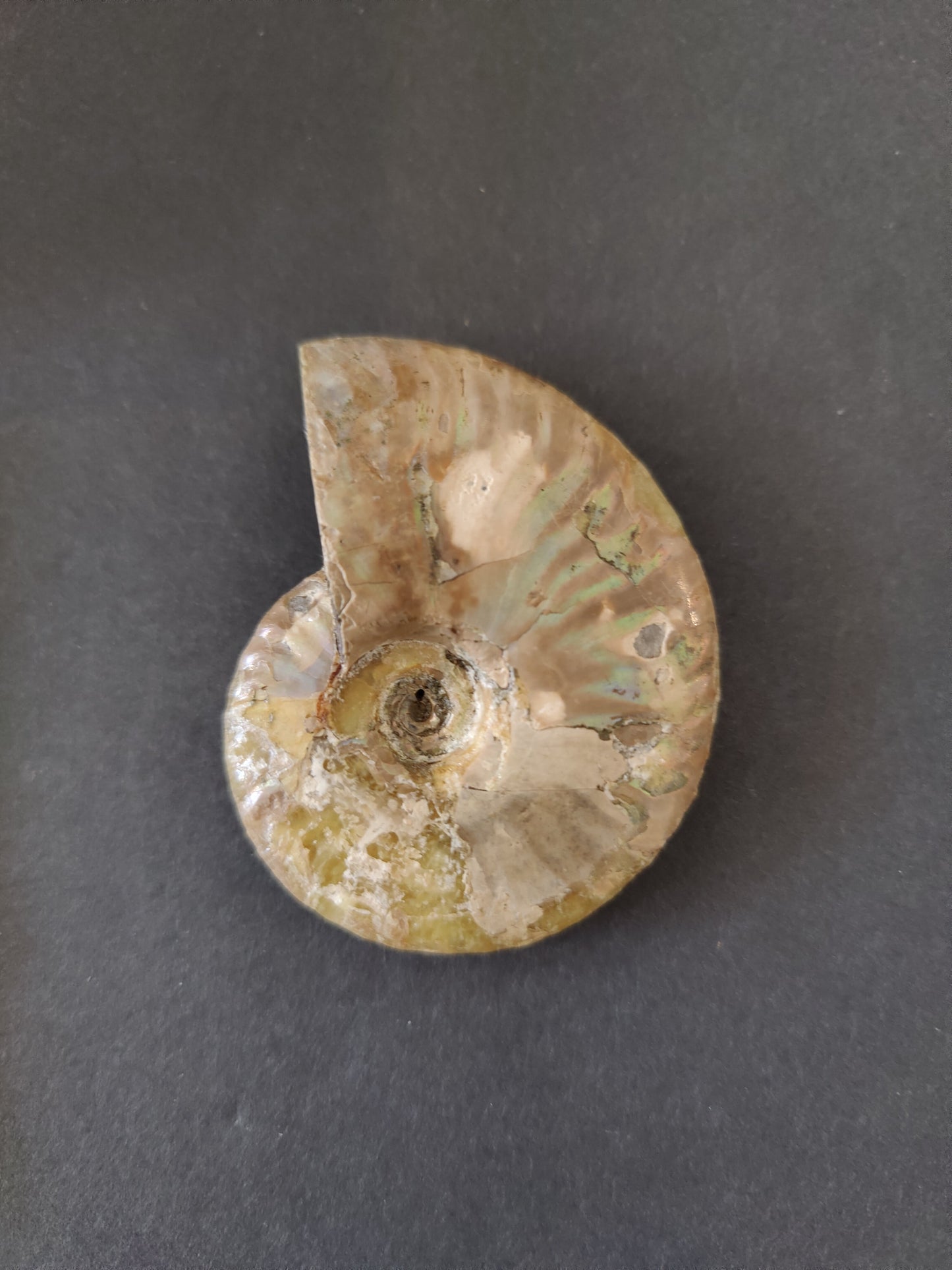 Polished Ammonite Fossil, Early Cretaceous, Madagascar