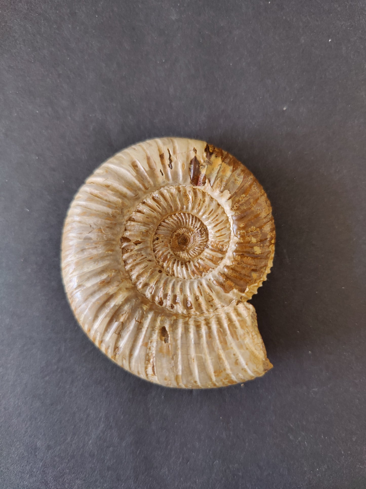 Polished Ammonite Fossil, Late Jurassic, Madagascar