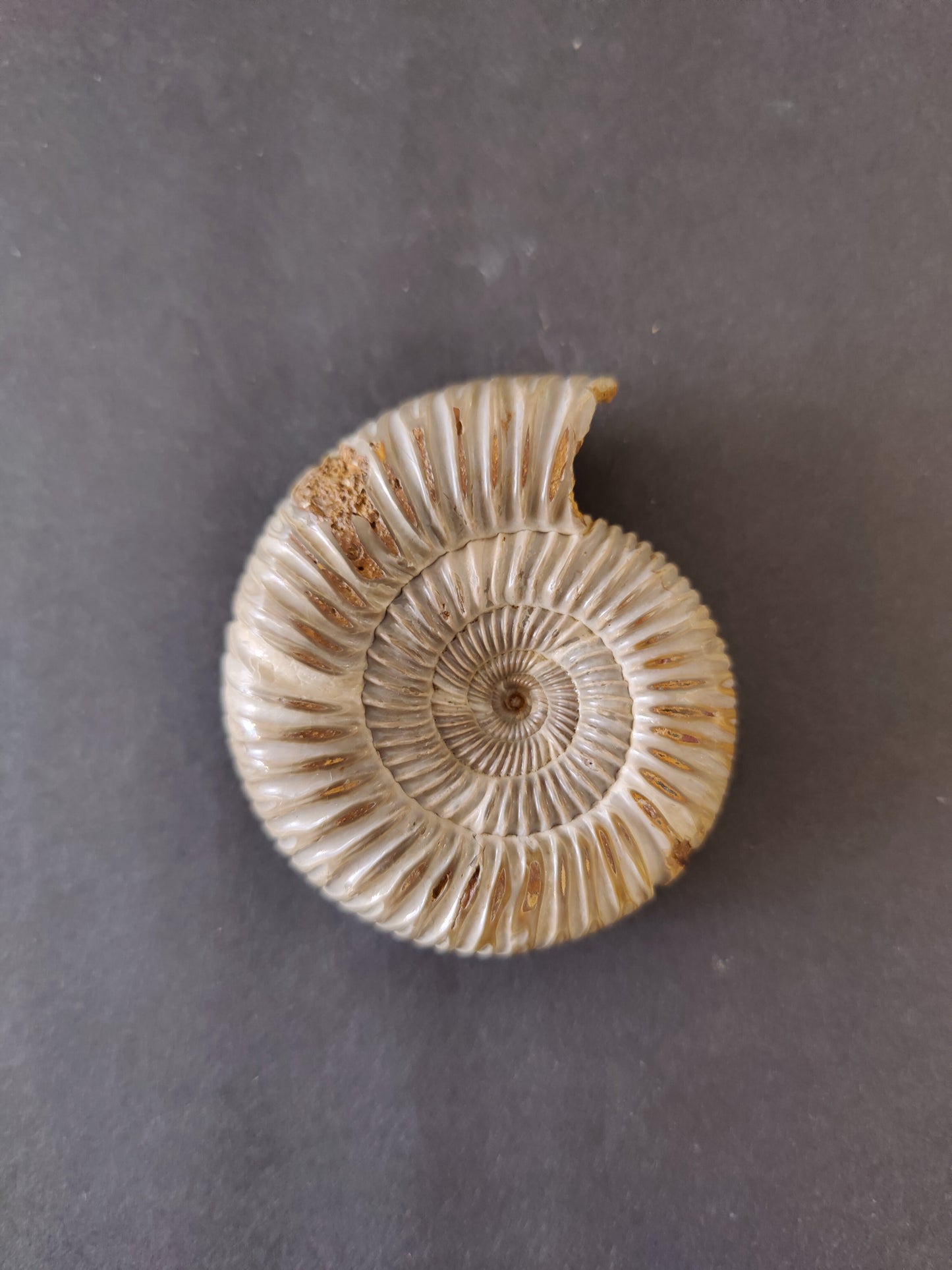 Polished Ammonite Fossil, Late Jurassic, Madagascar