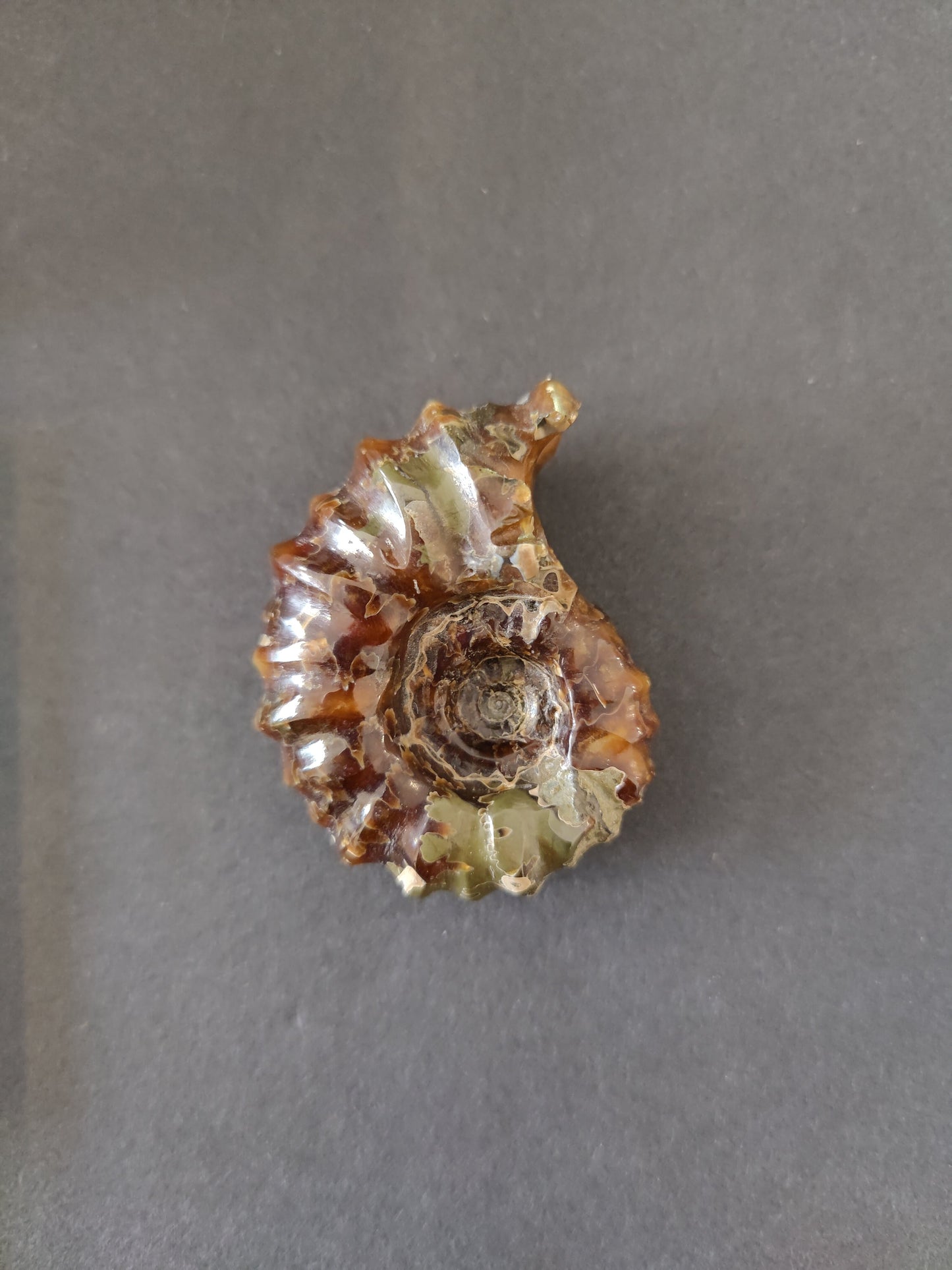 Polished Ammonite Fossil, Early Cretaceous, Madagascar