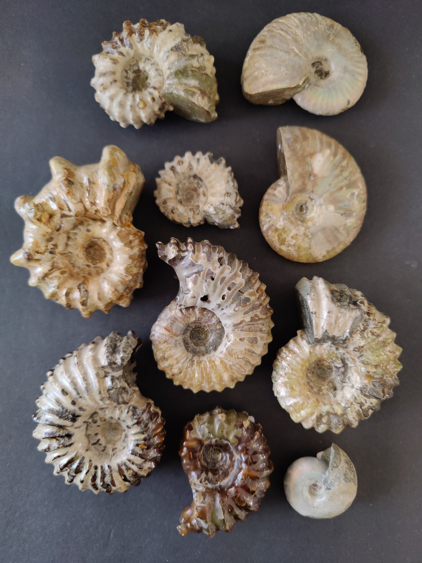 Polished Ammonite Fossil, Early Cretaceous, Madagascar