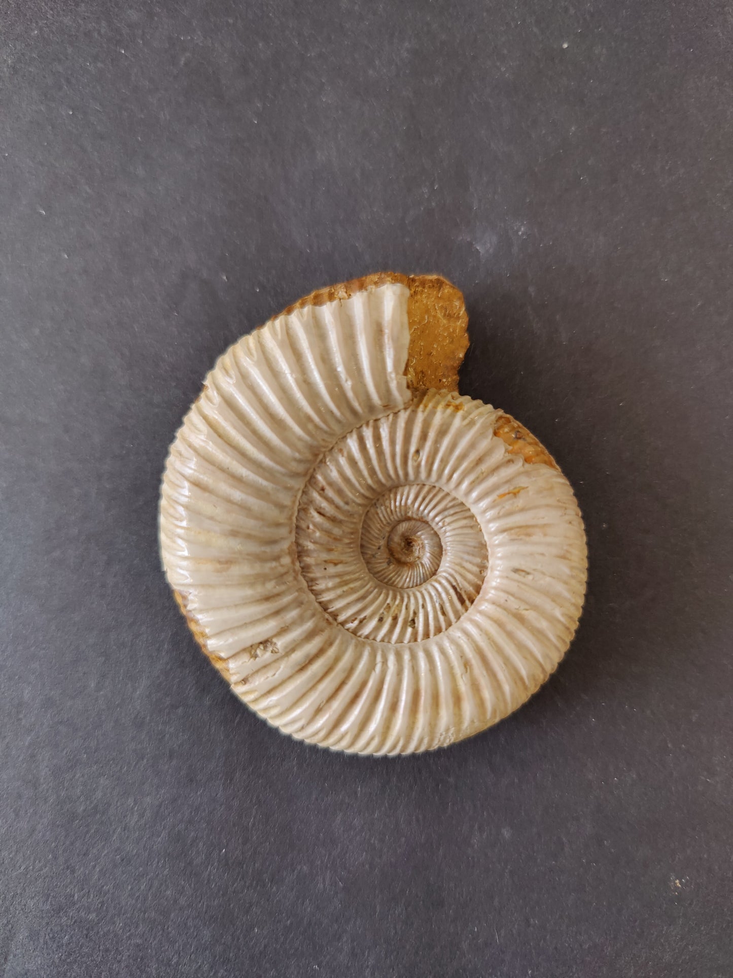 Polished Ammonite Fossil, Late Jurassic, Madagascar