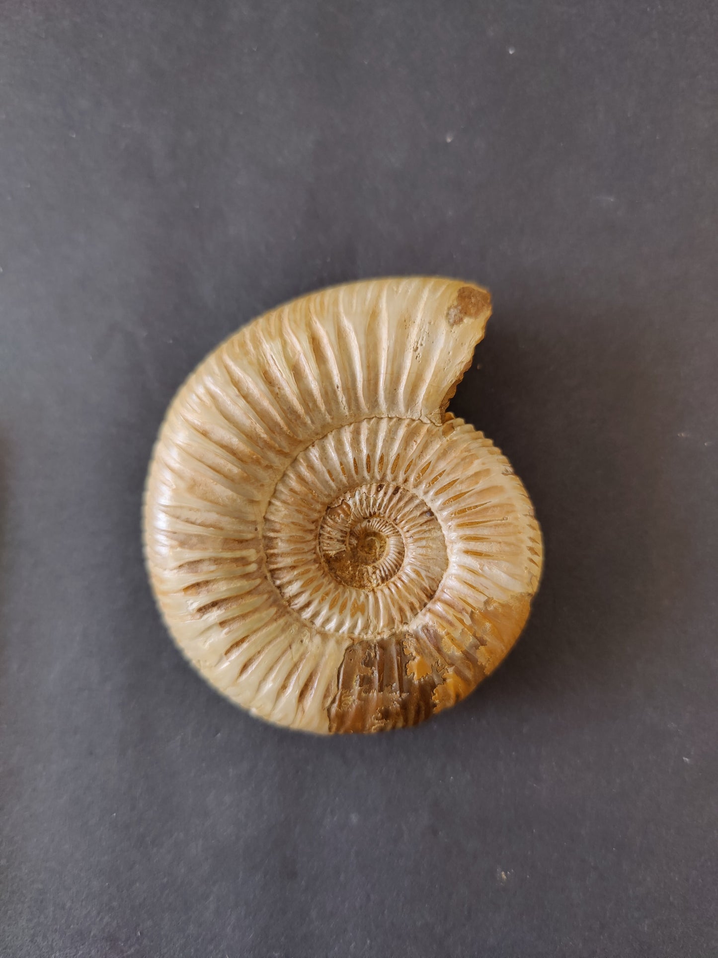 Polished Ammonite Fossil, Late Jurassic, Madagascar