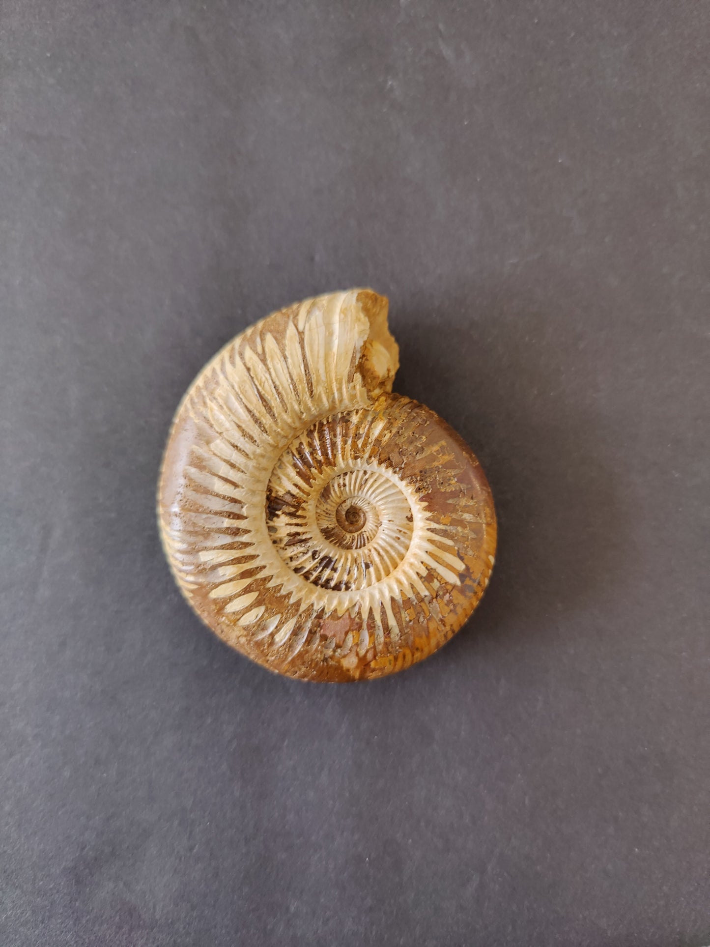 Polished Ammonite Fossil, Late Jurassic, Madagascar